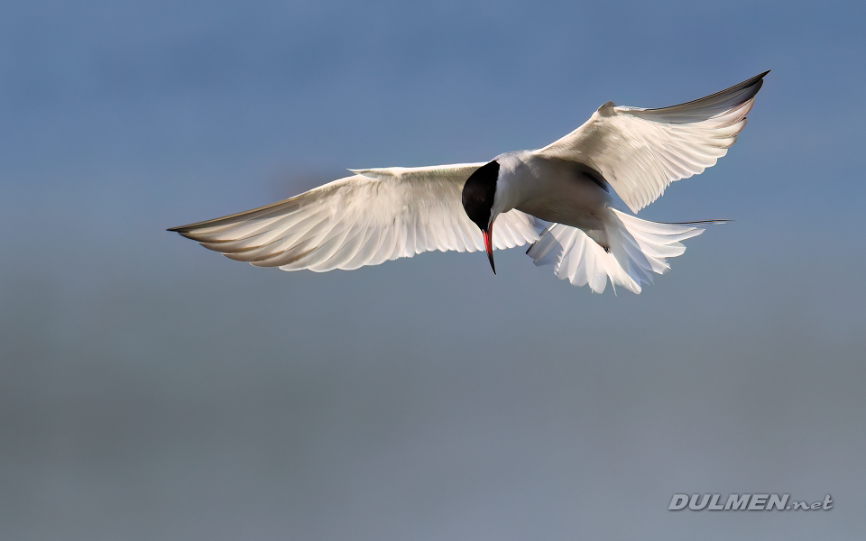 Common Tern (Sterna hirundo)